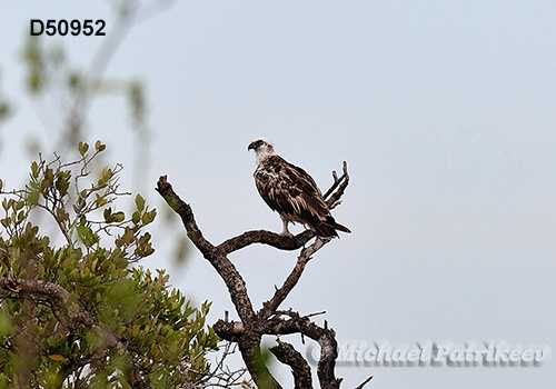 Osprey (Pandion haliaetus)